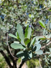 Quercus oblongifolia