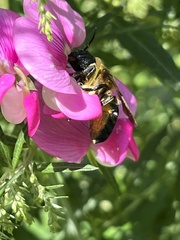 Megachile sculpturalis