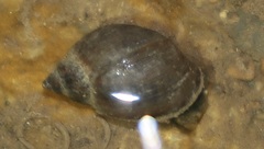 Lymnaea stagnalis