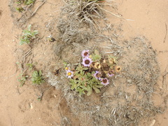 Erigeron glaucus