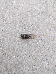 Neotibicen pruinosus