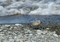 Calidris canutus