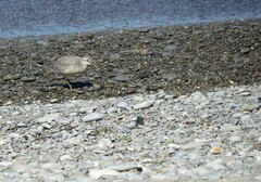 Calidris canutus