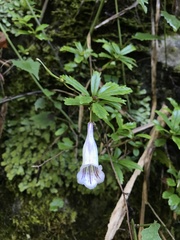 Lysionotus pauciflorus