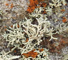 Lecanora phryganitis
