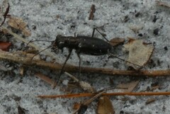 Cicindela punctulata