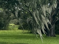 Tillandsia usneoides