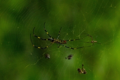 Trichonephila clavata