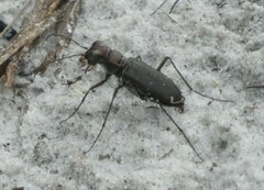 Cicindela punctulata