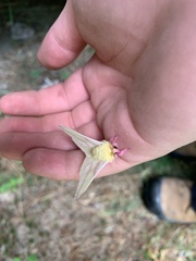 Dryocampa rubicunda alba