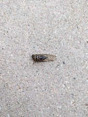 Neotibicen pruinosus