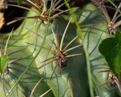 Eriosyce curvispina