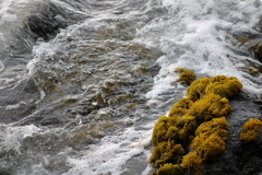 Ahnfeltiopsis concinna