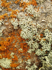 Lecanora phryganitis