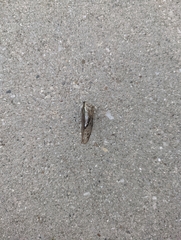 Neotibicen pruinosus