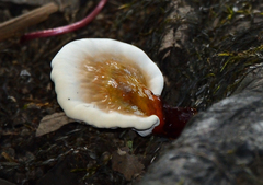 Ganoderma sessile