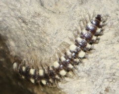 Polydesmus collaris