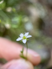 Arenaria lanuginosa