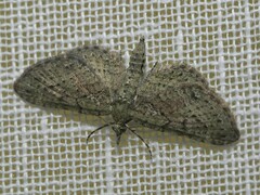 Eupithecia miserulata