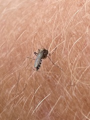 Aedes taeniorhynchus