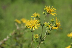Silphium