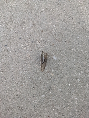 Neotibicen pruinosus