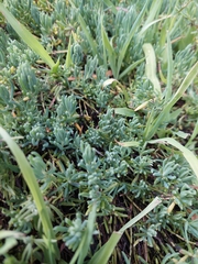 Enchylaena tomentosa