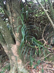 Freycinetia formosana