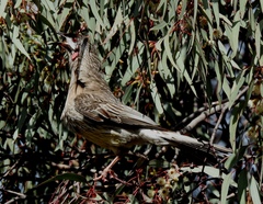 Anthochaera carunculata