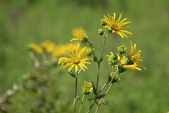 Silphium