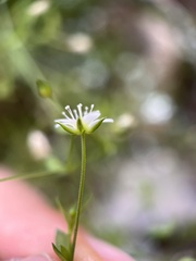 Arenaria lanuginosa