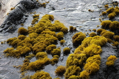 Ahnfeltiopsis concinna