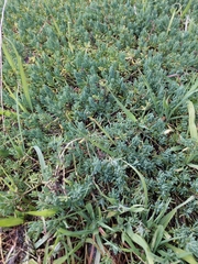 Enchylaena tomentosa