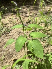 Heliotropium indicum