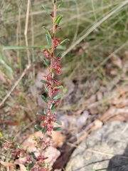 Phyllanthus hirtellus