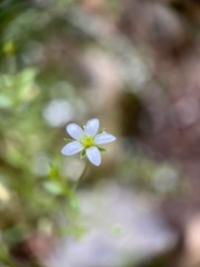 Arenaria lanuginosa