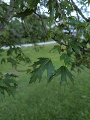 Acer saccharinum