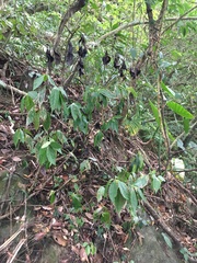 Sarcandra glabra