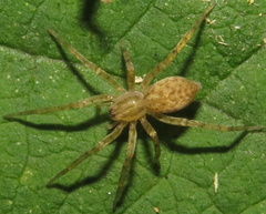 Anyphaena
