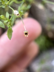 Arenaria lanuginosa