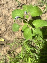 Heliotropium indicum