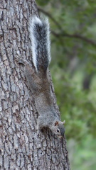 Sciurus arizonensis