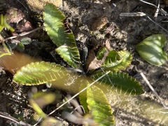 Alepidea capensis