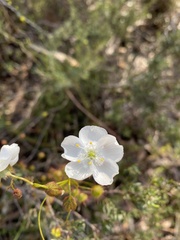 Drosera planchonii