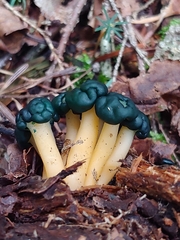 Leotia viscosa