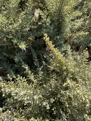 Artemisia californica