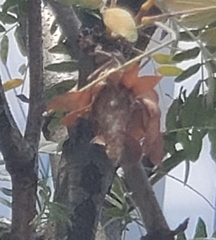 Thyridopteryx ephemeraeformis