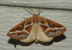 Caripeta angustiorata