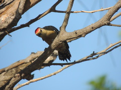 Melanerpes rubricapillus