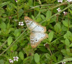 Anartia jatrophae